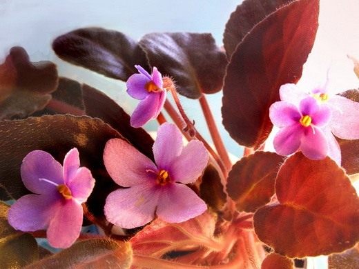 Сенполия или узамбарская фиалка. Сенполия или узамбарская фиалка.