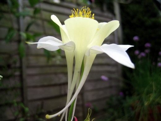 ��������� (Aquilégia)