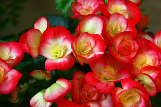 ������� (Begonia)