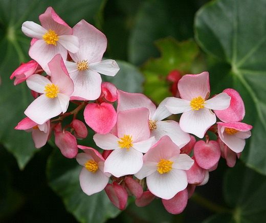 ������� (Begonia)