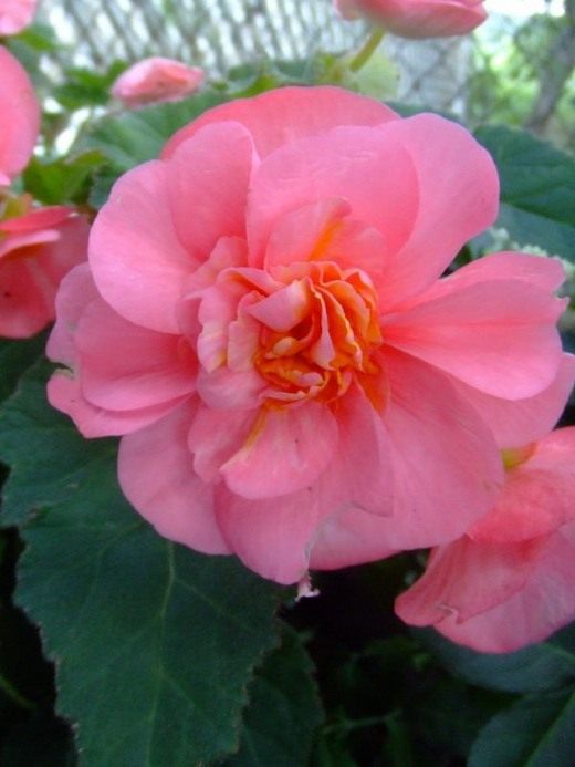 ������� (Begonia)