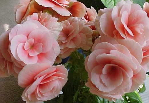 ������� (Begonia)