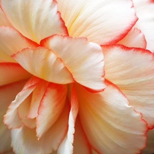 ������� (Begonia)