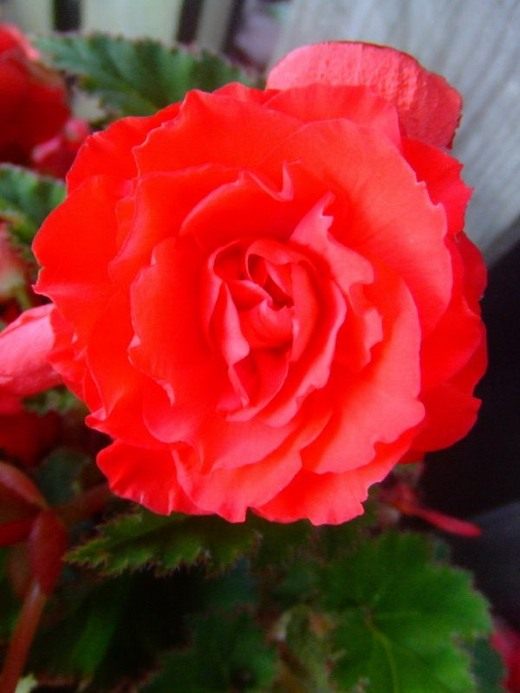������� (Begonia)