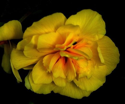 ������� (Begonia)