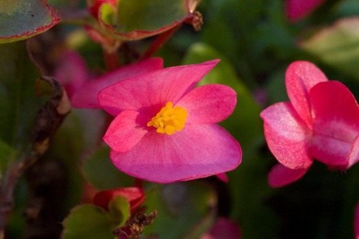 ������� (Begonia)