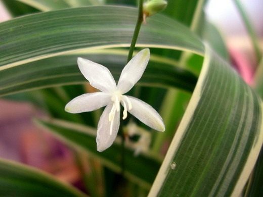 Хлорофитум (Chlorophytum) Хлорофитум (Chlorophytum)