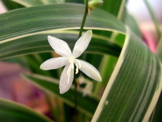  (Chlorophytum)