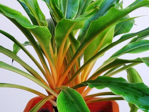 Хлорофитум (Chlorophytum) Хлорофитум (Chlorophytum)