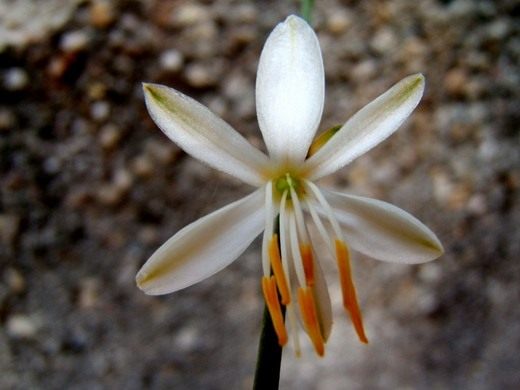  (Chlorophytum)