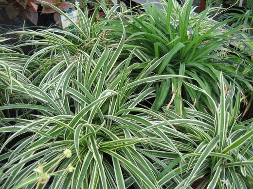 Хлорофитум (Chlorophytum) Хлорофитум (Chlorophytum)