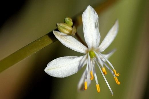 Хлорофитум (Chlorophytum) Хлорофитум (Chlorophytum)
