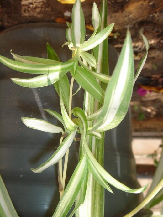 Хлорофитум (Chlorophytum) Хлорофитум (Chlorophytum)
