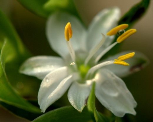 Хлорофитум (Chlorophytum) Хлорофитум (Chlorophytum)
