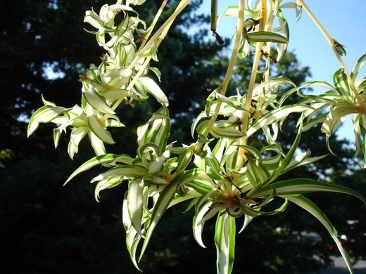 Хлорофитум (Chlorophytum) Хлорофитум (Chlorophytum)