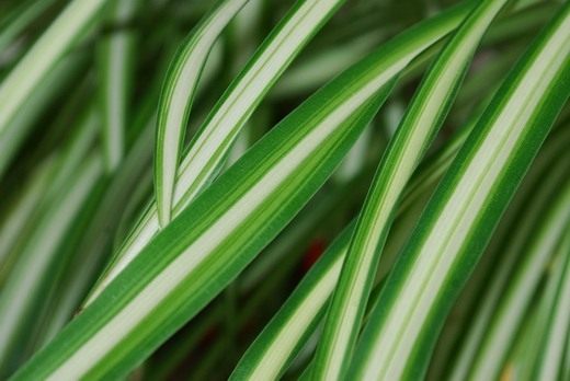 Хлорофитум (Chlorophytum) Хлорофитум (Chlorophytum)