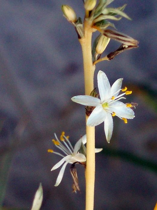  (Chlorophytum)