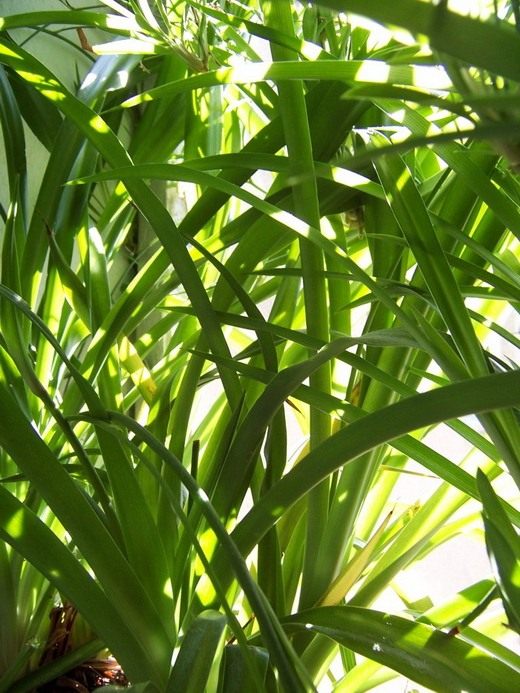 Хлорофитум (Chlorophytum) Хлорофитум (Chlorophytum)