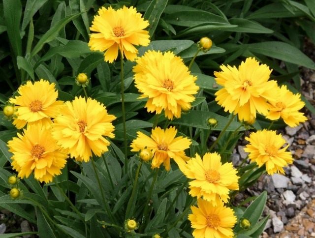 Кореопсис крупноцветковый сорт "Санрей" (Coreopsis grandiflora 'Sunray') Кореопсис крупноцветковый сорт "Санрей" (Coreopsis grandiflora 'Sunray')