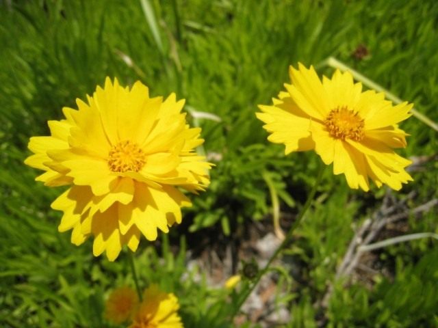 Кореопсис ланцетовидный (Coreopsis lanceolata) Кореопсис ланцетовидный (Coreopsis lanceolata)