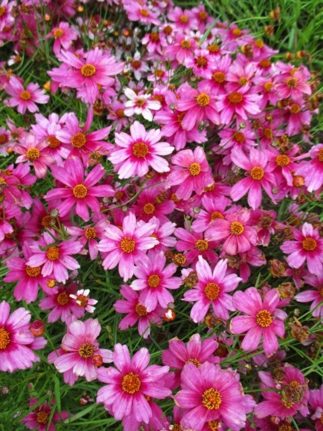 Кореопсис розовый, сорт "Небесные врата" (Coreopsis rosea 'Heaven's Gate') Кореопсис розовый, сорт "Небесные врата" (Coreopsis rosea 'Heaven's Gate')