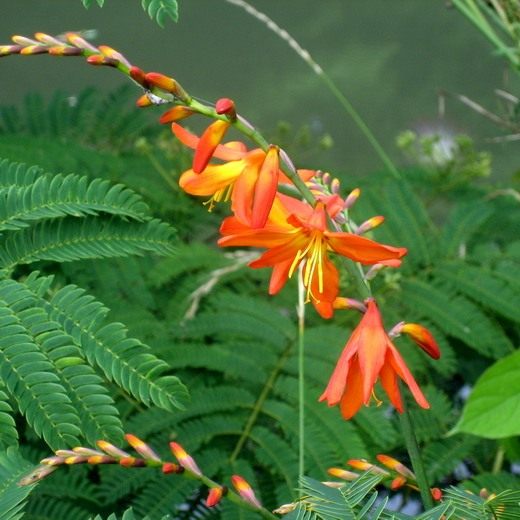  (Crocosmia)