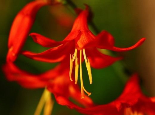  (Crocosmia)