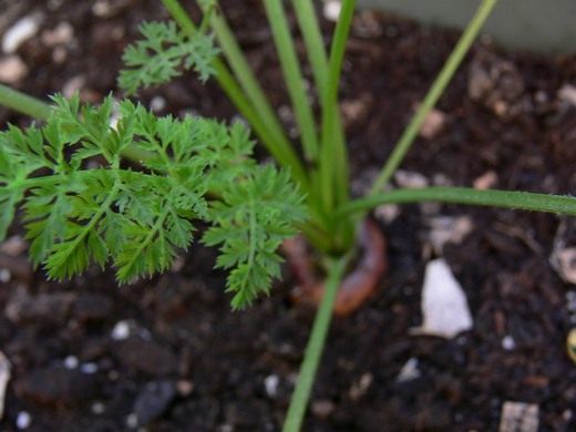 Морковь (Daucus)