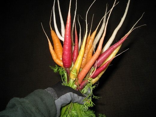 Морковь (Daucus)