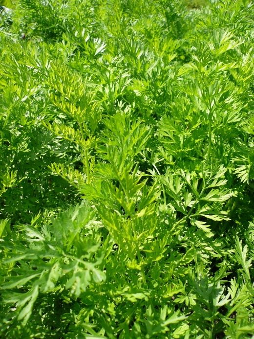 Морковь (Daucus)