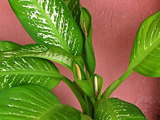 Диффенбахия (Dieffenbachia)