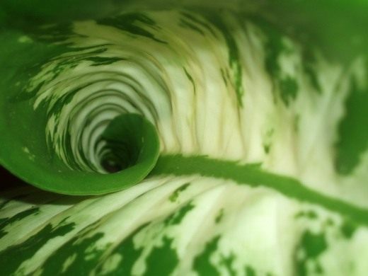 Диффенбахия (Dieffenbachia)