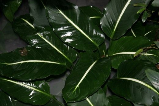 Диффенбахия (Dieffenbachia)