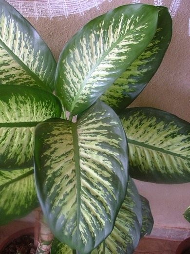 Диффенбахия (Dieffenbachia)