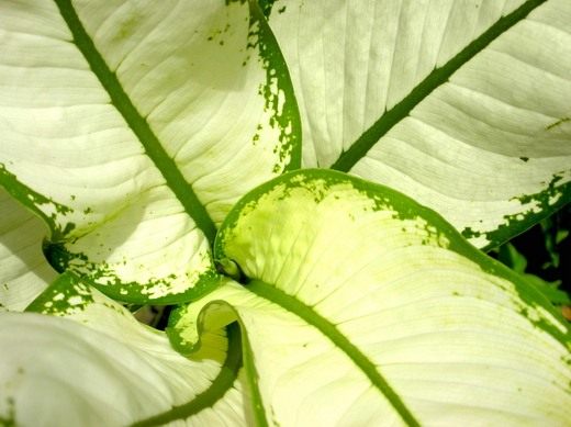 Диффенбахия (Dieffenbachia)