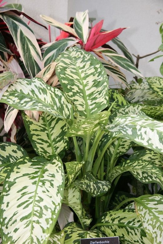 Диффенбахия (Dieffenbachia)