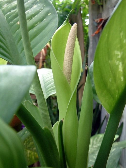 Диффенбахия (Dieffenbachia)