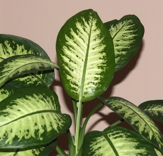 Диффенбахия (Dieffenbachia)