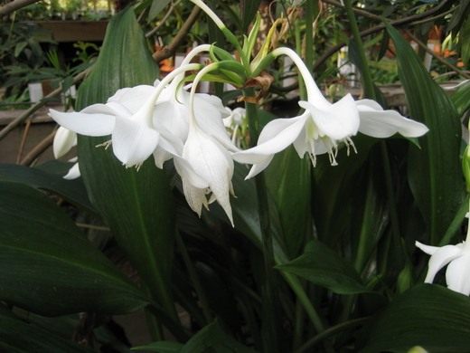 ������� (Eucharis)