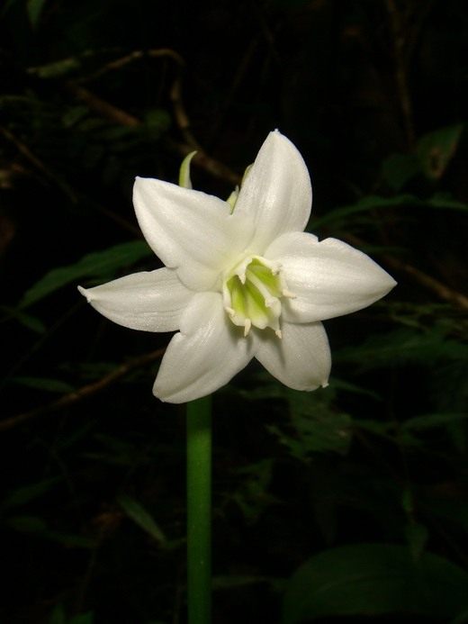 ������� (Eucharis)