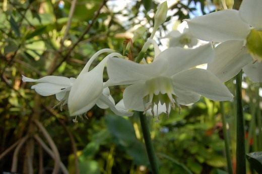 ������� (Eucharis)