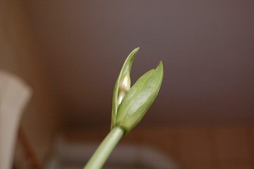������� (Eucharis)