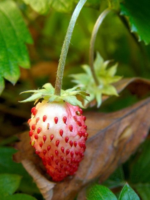 �������� (Fragaria)