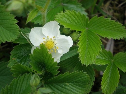 Клубника (Fragaria)