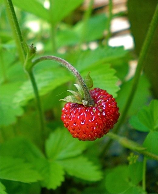 Клубника (Fragaria)