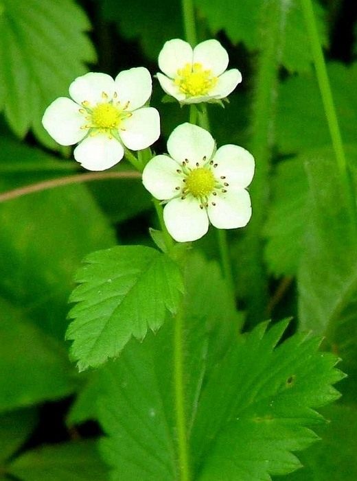 Клубника (Fragaria)