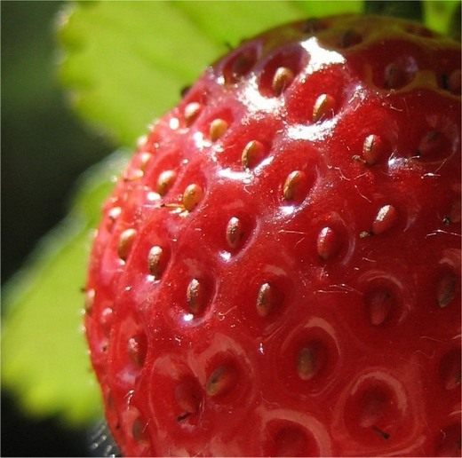 Клубника (Fragaria)