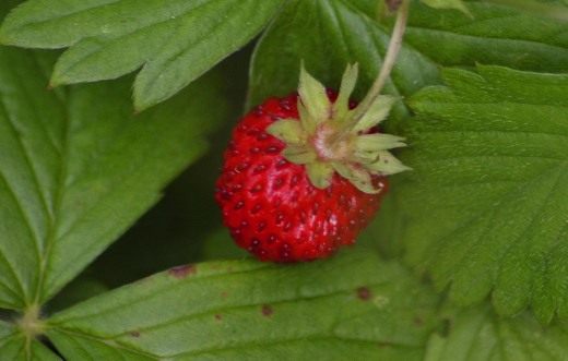 Клубника (Fragaria)