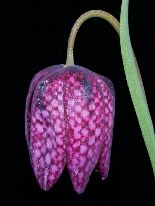  (Fritillaria)