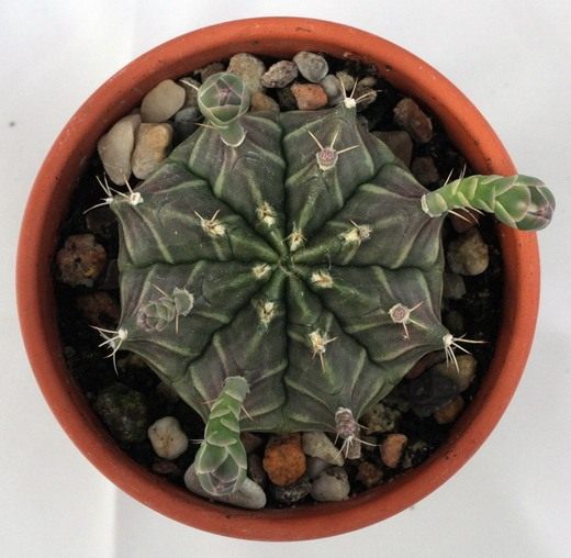 Гимнокалициум (Gymnocalycium) Гимнокалициум (Gymnocalycium)